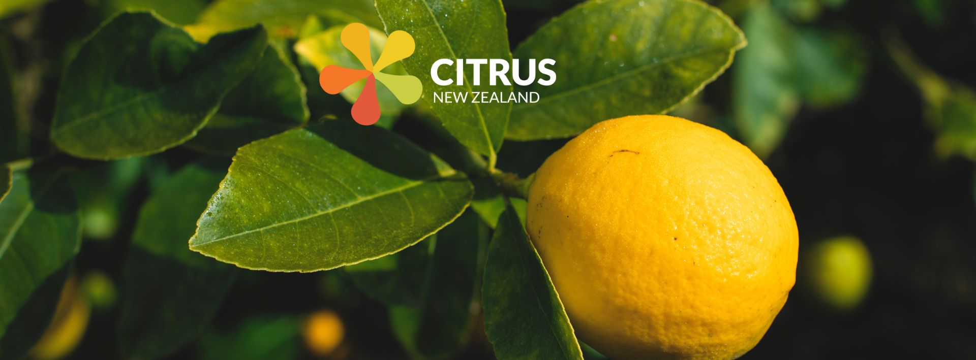 March Citrus News ’24