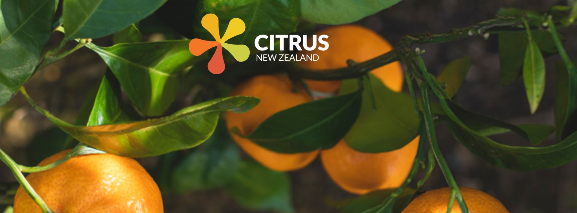 October Citrus News ’24